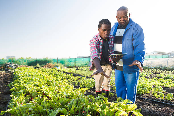 african males using tablet in vegetable garden - 智慧農(nóng)業(yè) 個(gè)照片及圖片檔